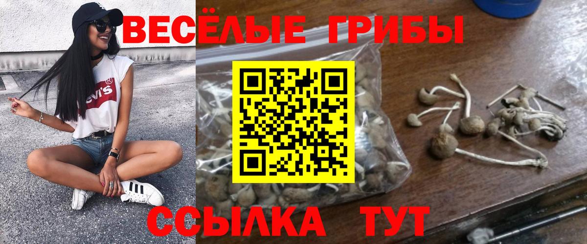 Псилоцибиновые грибы Cubensis Всеволожск